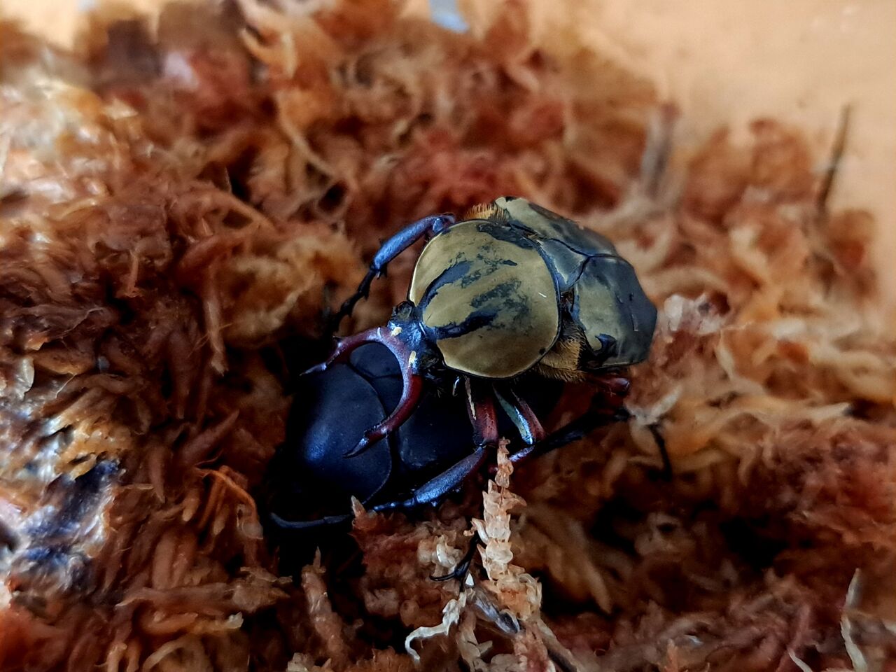 新種のツノハナムグリ チェンリアエ : MOVE UP BREEDING