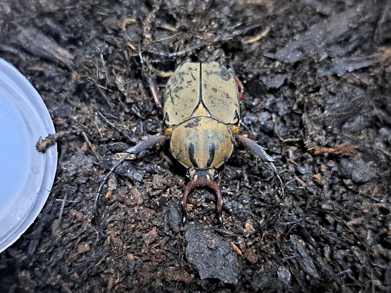 新種のツノハナムグリ チェンリアエ : MOVE UP BREEDING