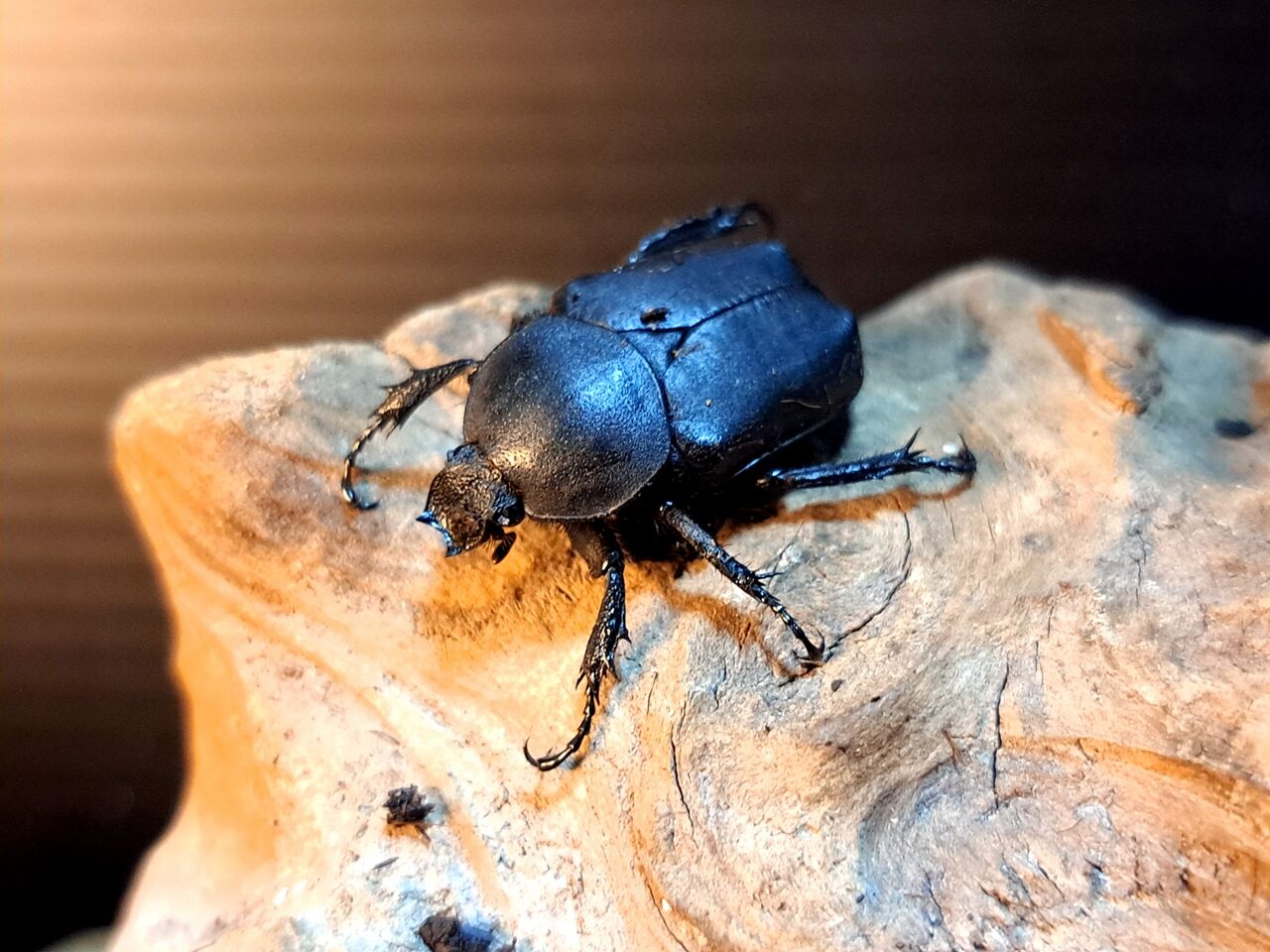 新種のツノハナムグリ チェンリアエ : MOVE UP BREEDING