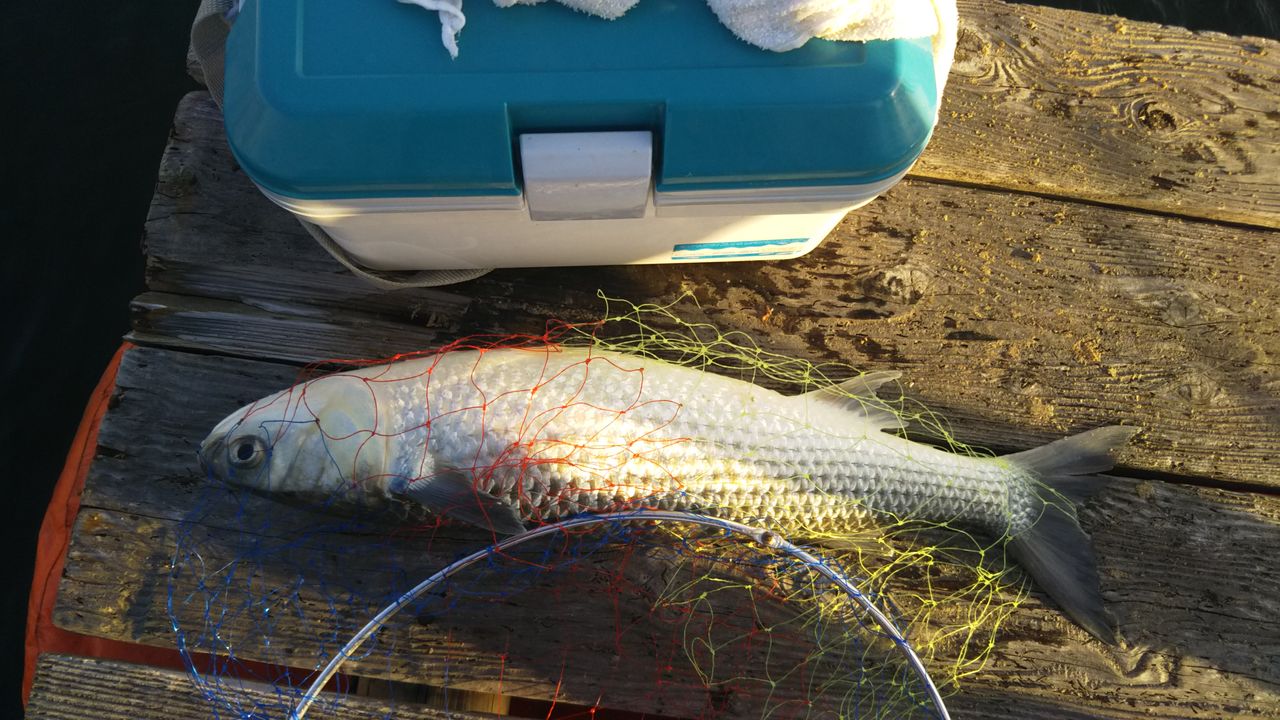 スウェット釣りクラブ 11月17 18日 白浜 ワンコイングループ会長のブログ