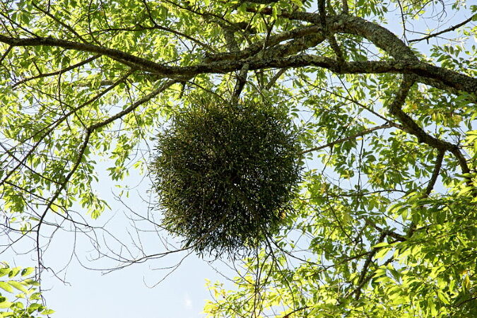 幻神の話回目 バルドル 北欧神話7回目 合作 ついでに幻想神域の考え事を 試作