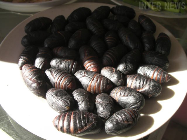 虫なんぞ食いたくない My Things