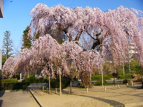 枝垂桜(シダレザクラ) : 桜見物