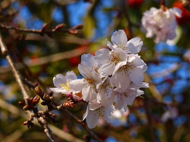 冬桜(フユザクラ) : 桜見物