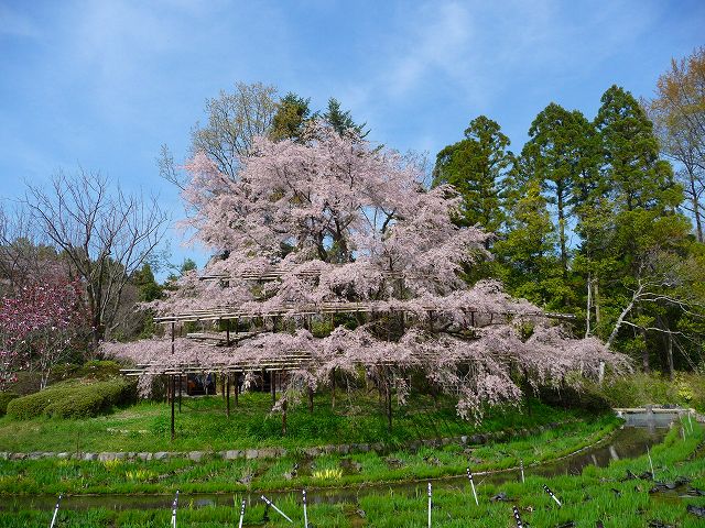 枝垂桜(シダレザクラ) : 桜見物