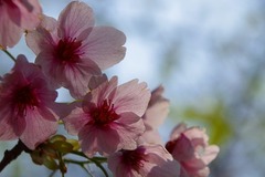 IMGP0413