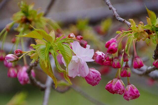 三神峯公園の桜
	  (74)松月(ショウゲツ)、開花
	コメント