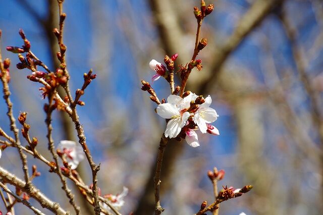 冬桜(フユザクラ)の花が春バージョンになってきました : 三神峯公園の桜