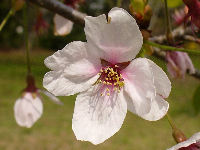 花びらが4枚 のソメイヨシノ 三神峯公園の桜