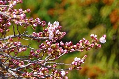 IMGP8432_cr