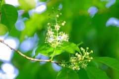 IMGP5384_cr