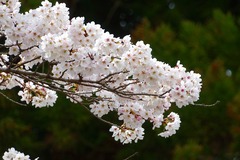 IMGP8711