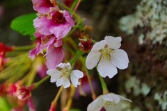 IMGP0622