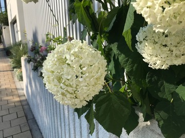 IMG_8131
