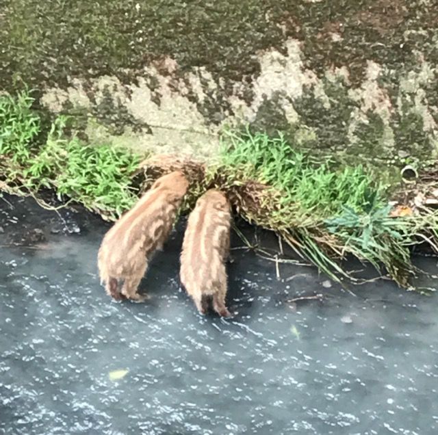 うり坊 可愛い けど 危険 幸せ さがそ 幸せ さかそ Myuのhappy Diary