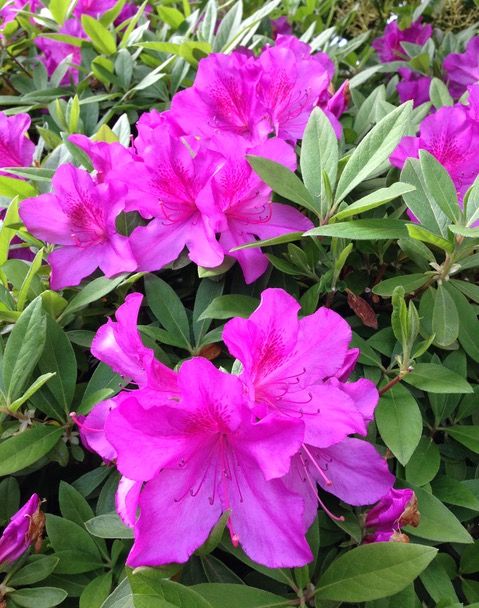 躑躅 つつじ 春と夏の端境に 幸せ さがそ 幸せ さかそ Myuのhappy Diary 躑躅 つつじ 春と夏の端境に 幸せ さがそ 幸せ さかそ Myuのhappy Diary