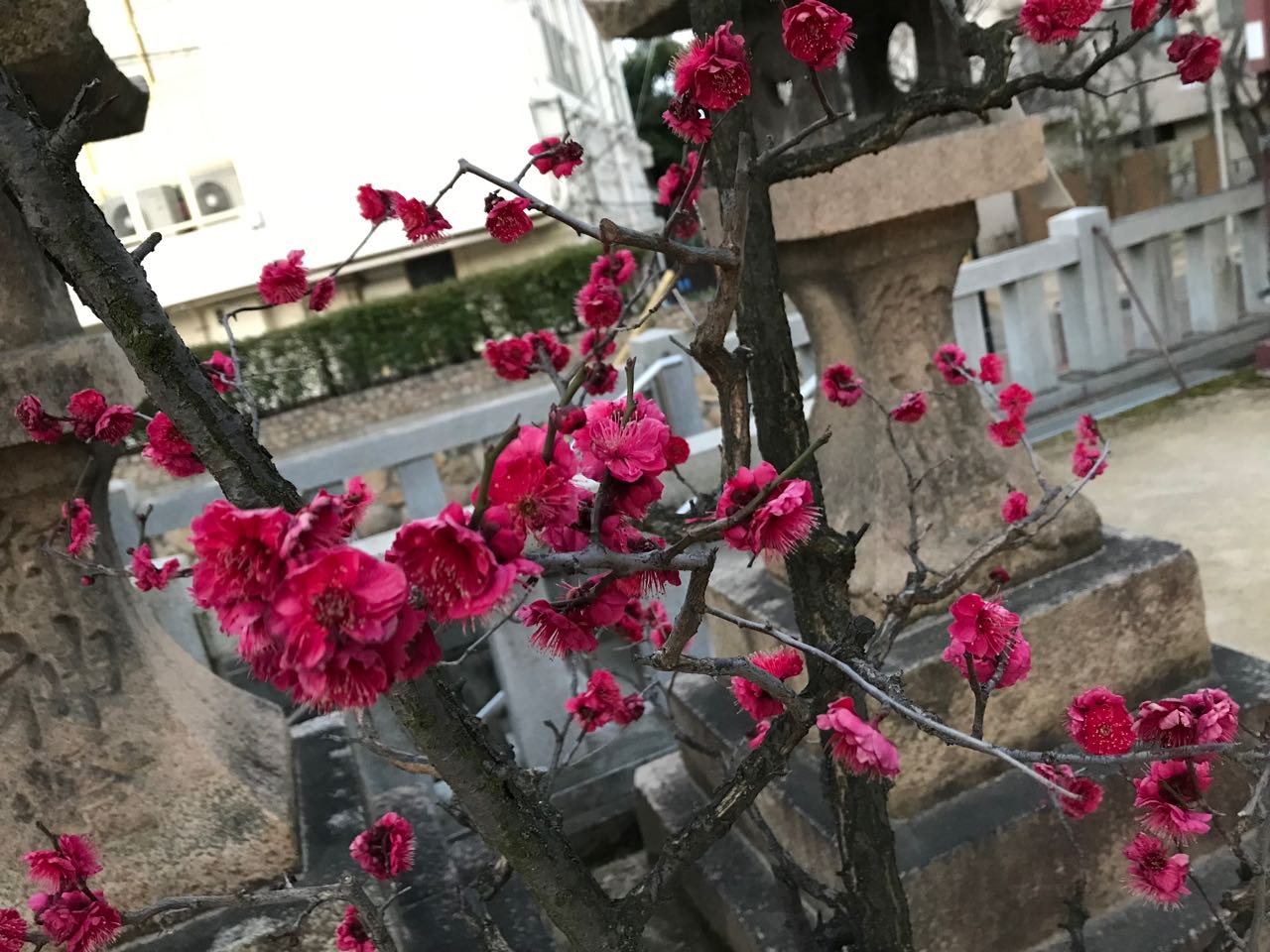 春告草 紅白に咲く 匂う 幸せ さがそ 幸せ さかそ Myuのhappy Diary