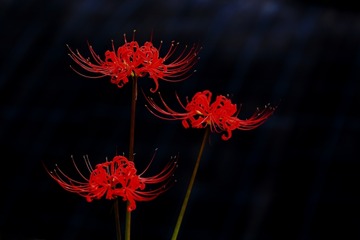 4d35b254b6f5d0274c518628c3234bb3_s