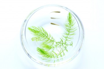 dda76532a2fbee77b75b953e95caf134_s