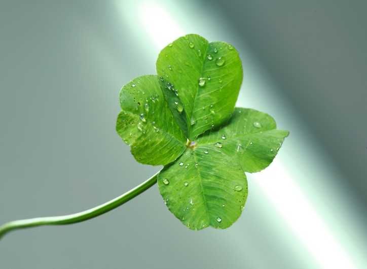 四つ葉のクローバー 幸せのお裾分けをあなたにも 幸せ さがそ 幸せ さかそ Myuのhappy Diary