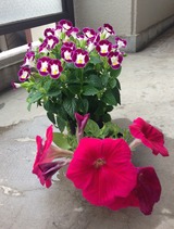 IMG_0079