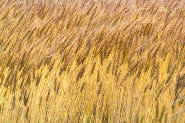 b0a7a9801d41012c622ae14bd73fa56e_s