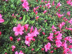 240px-R-indicum_satsuki_tree