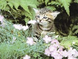 猫の子