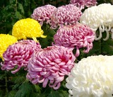 osakajyo_kiku200 (1)