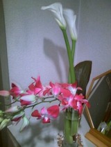 カラーとデンファレ3