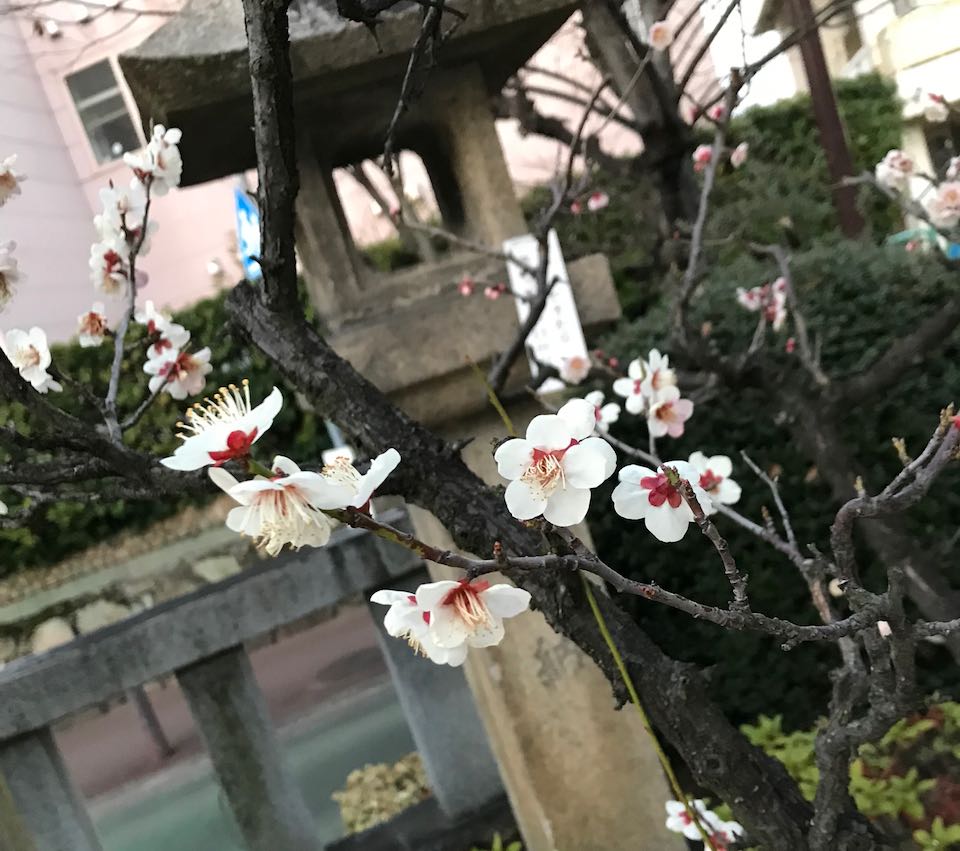 春告草 紅白に咲く 匂う 幸せ さがそ 幸せ さかそ Myuのhappy Diary
