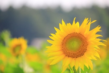 41979730bd8a38c7e11d28a2ea593b0f_s