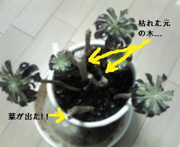 黒法師 挿し木その２ Myumyu A S Diary
