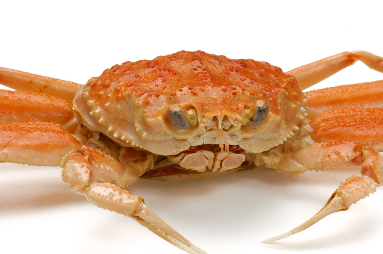 カニの脚はちぎっても再生する かに通販王への道 カニの脚はちぎっても再生する かに通販王への道