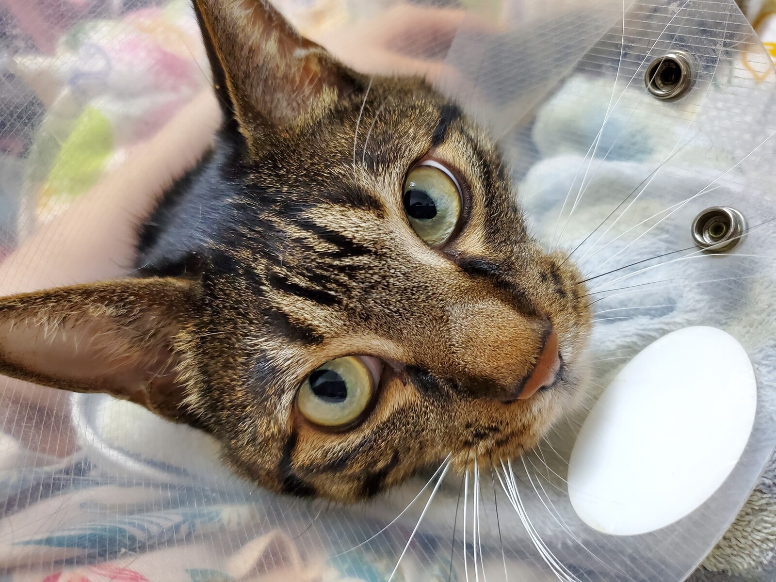 甘えるのさ みゅうたんとびったん 猫日記