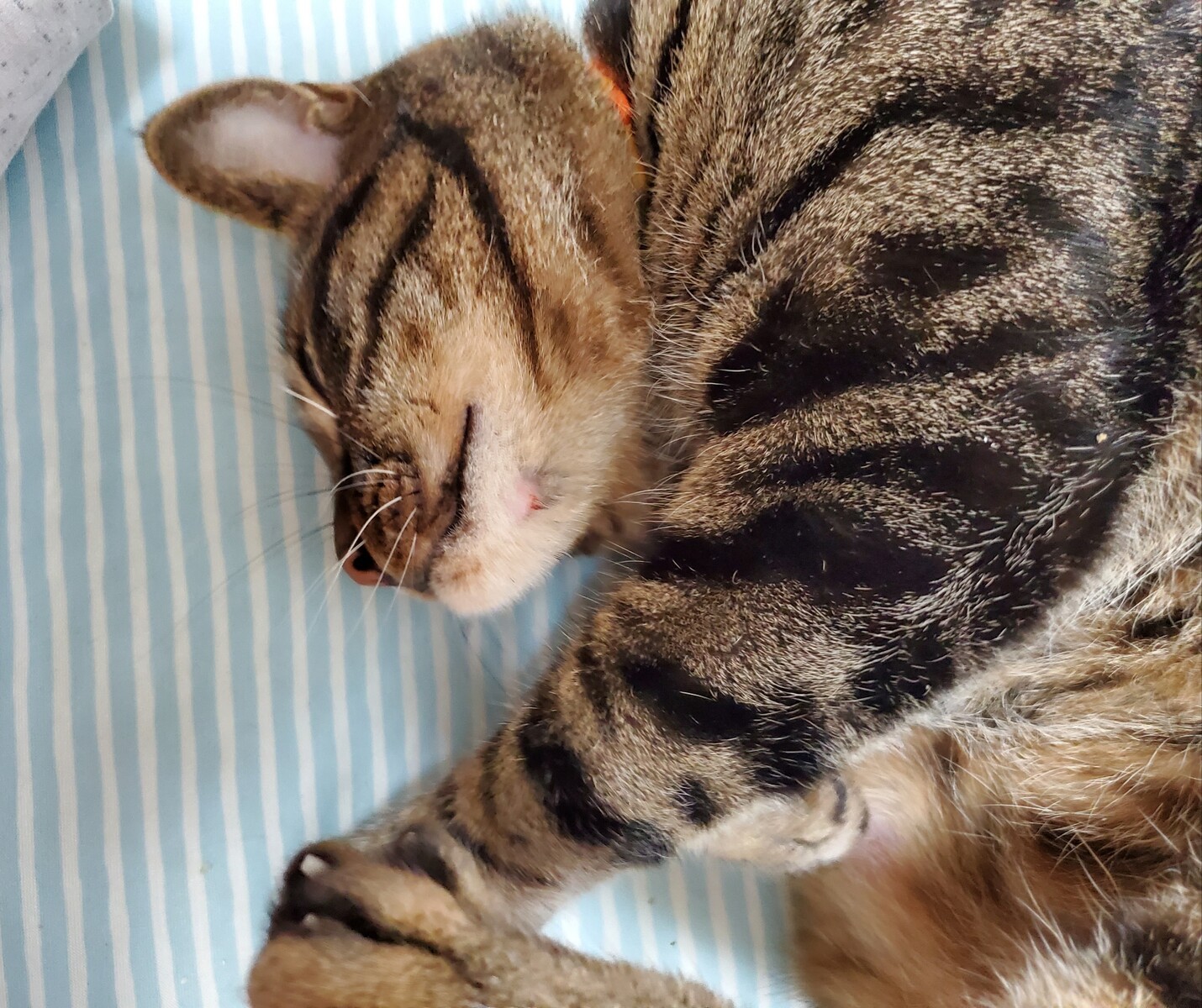 久しぶりのあご : みゅうたんとびったん 猫日記