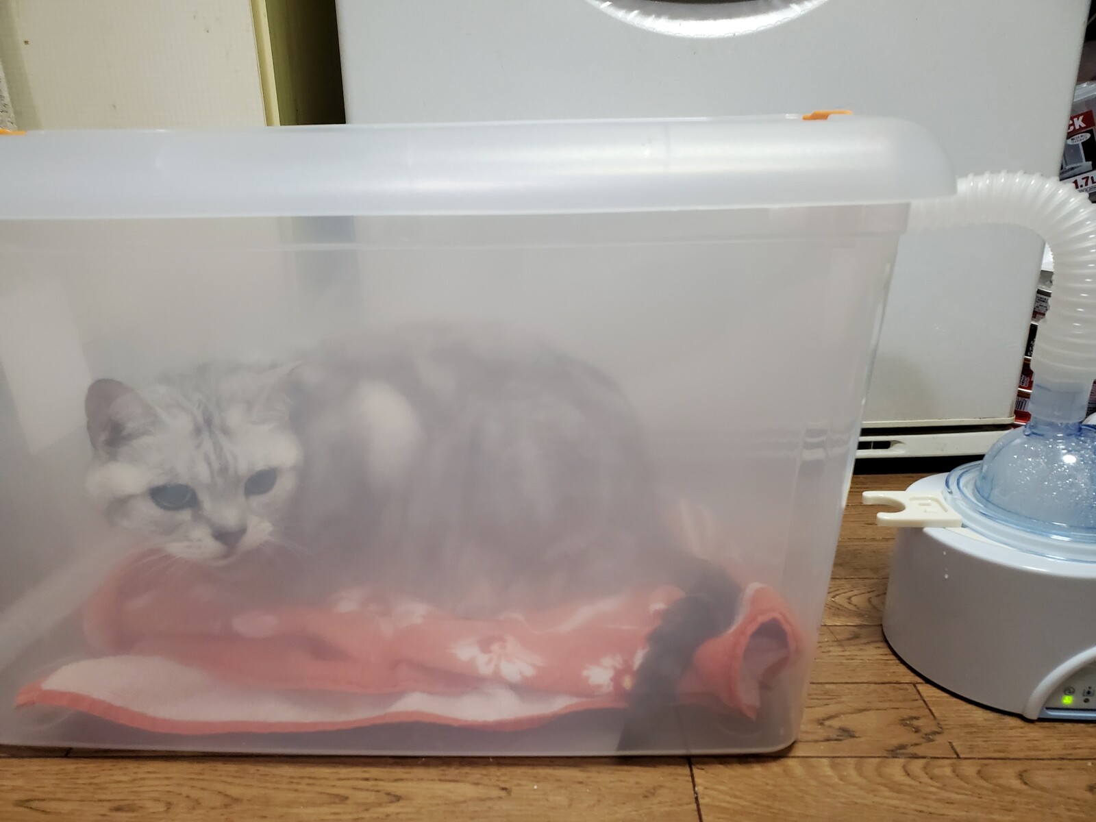 ネブライザーカスタム : みゅうたんとびったん 猫日記