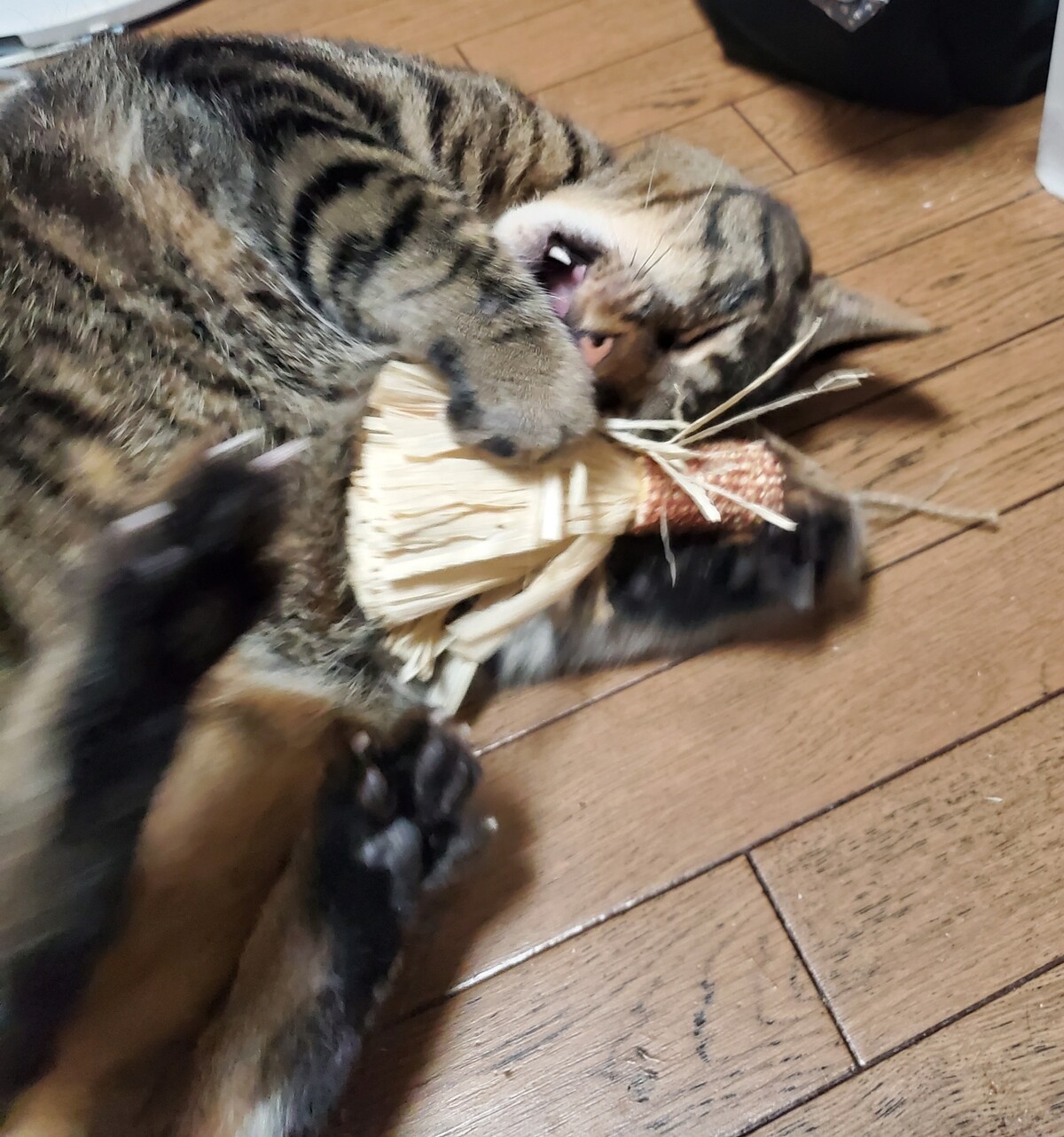 またたび金魚 みゅうたんとびったん 猫日記