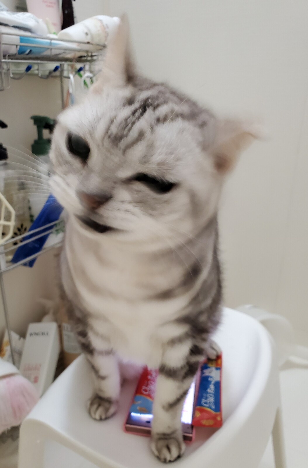 くしゃみの瞬間 みゅうたんとびったん 猫日記 くしゃみの瞬間 みゅうたんとびったん 猫日記