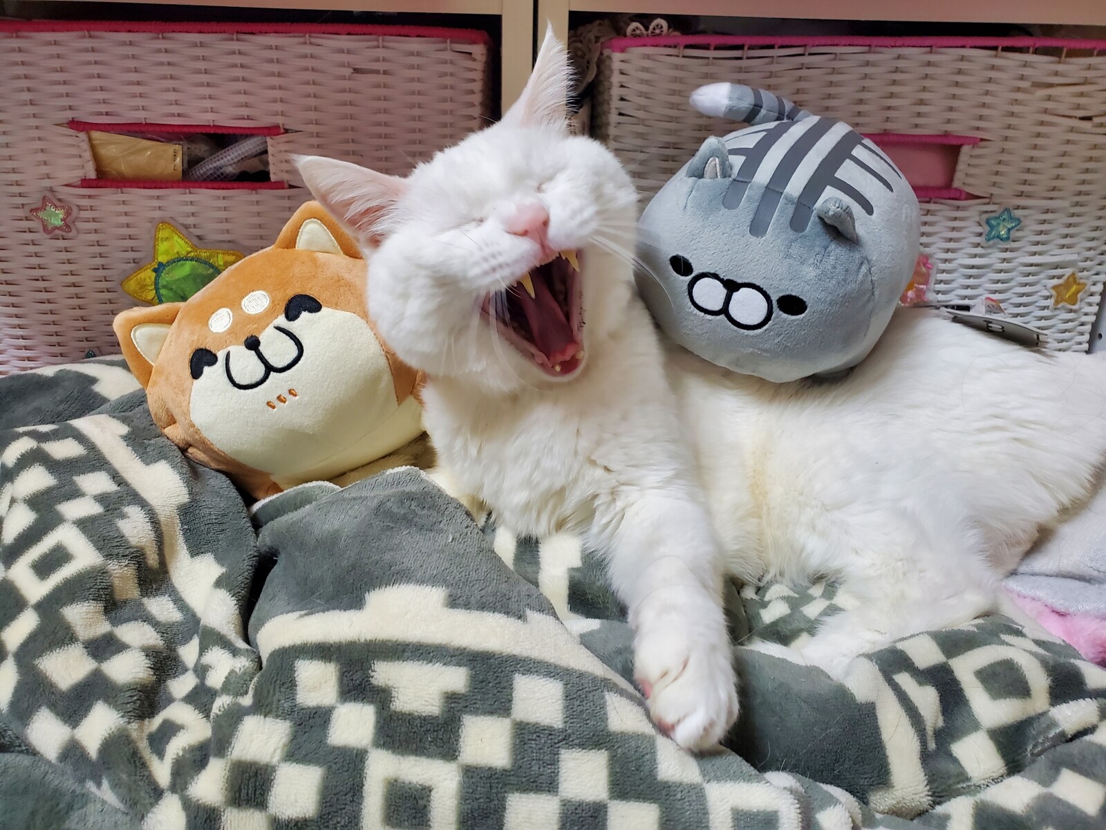 ボンレスシリーズ みゅうたんとびったん 猫日記