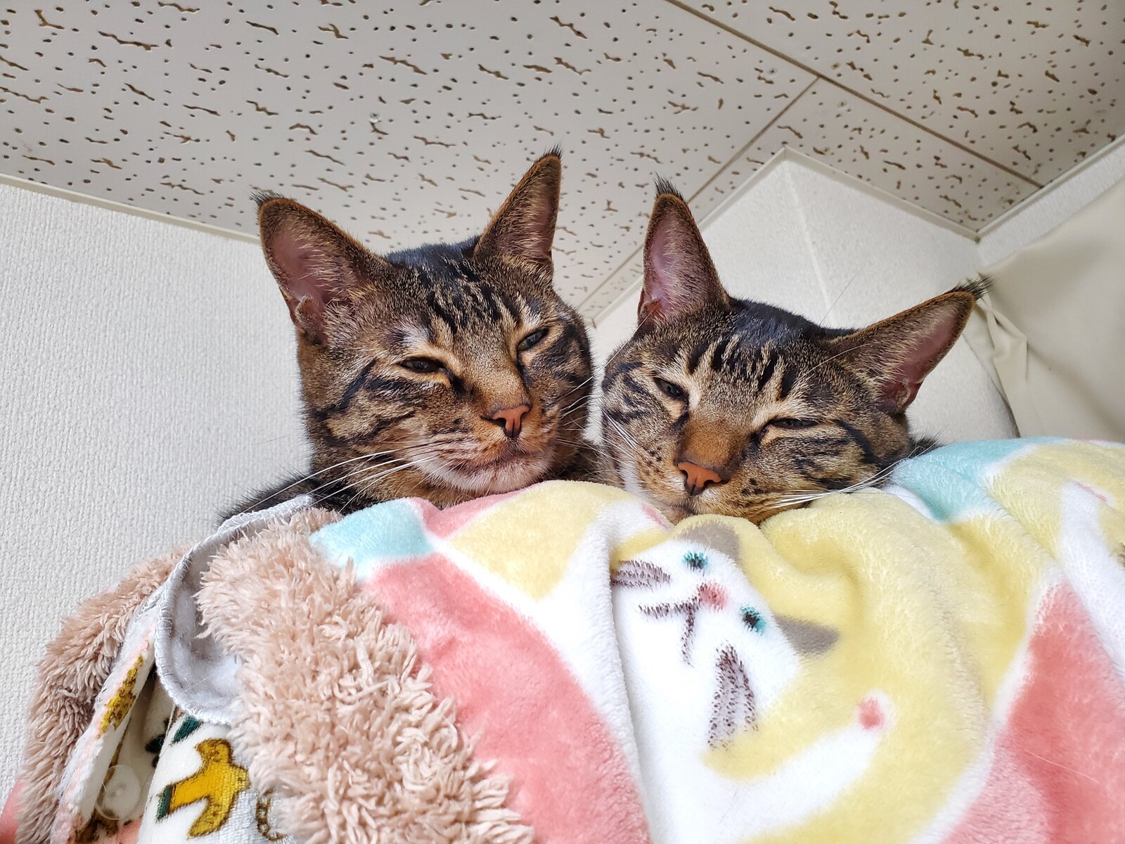 露天風呂気分 : みゅうたんとびったん 猫日記