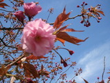 登別も桜が咲きましたよ