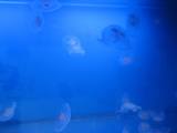 joho20070429_24