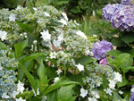 あじさい