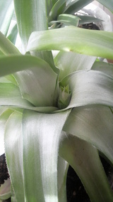 �Ƴ��򥯥��������åפ����