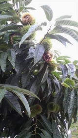 �������Ϥ�����