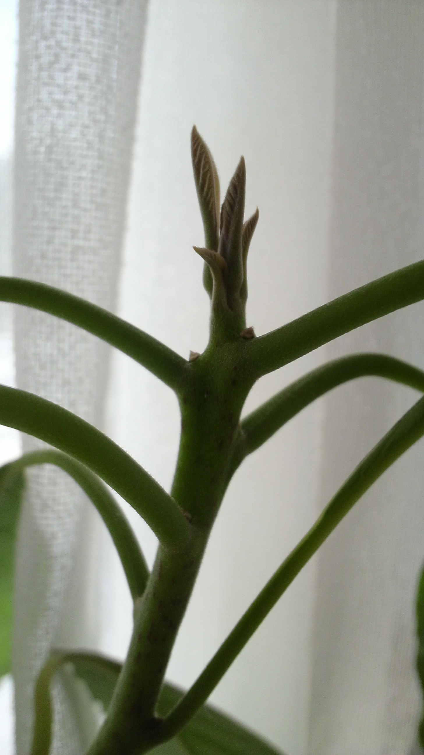 アボカドの花 公務員学科blog