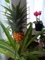 ���˽�ǯ��