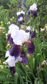 ������Գ����μ㣳