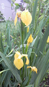 ������Գ����μ㣲